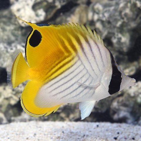 Chaetodon auriga S