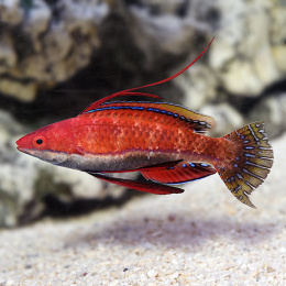 Cirrhilabrus rubriventralis