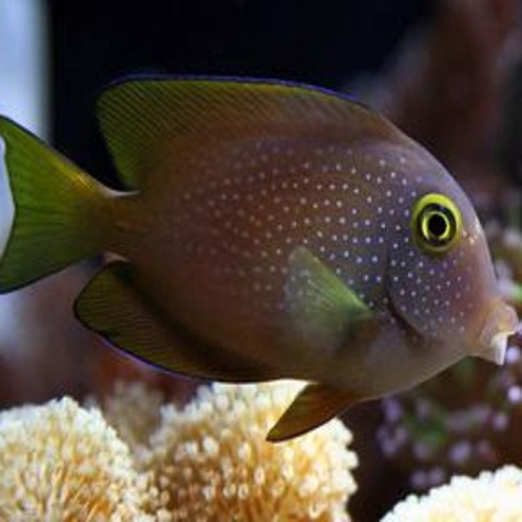 Ctenochaetus truncatus M