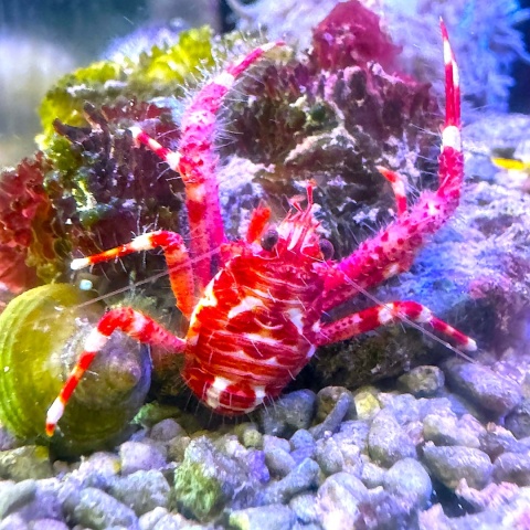 Dardanu sp. red