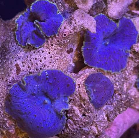 Discosoma sp. blue/purple (cena za grzyb) Discosoma sp. blue/purple (cena za grzyb)