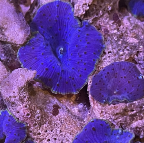 Discosoma sp. blue/purple (cena za grzyb) Discosoma sp. blue/purple (cena za grzyb)