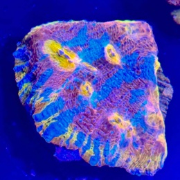 Echinophyllia sp. (szczepka) WYSIWYG