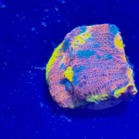 Echinophyllia sp. (szczepka) WYSIWYG