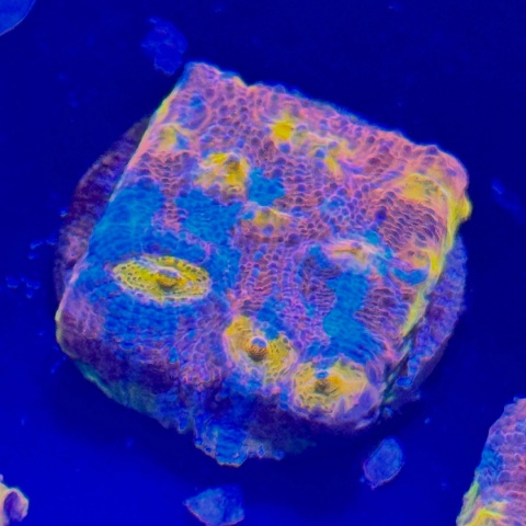 Echinophyllia sp. (szczepka) WYSIWYG