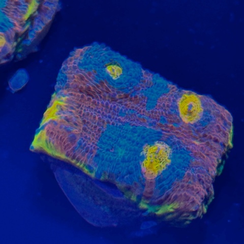 Echinophyllia sp. (szczepka) WYSIWYG