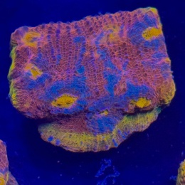 Echinophyllia sp. (szczepka) WYSIWYG