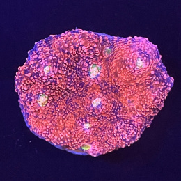 Echinophyllia sp. (szczepka)