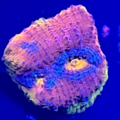 Echinophyllia sp. (szczepka) WYSIWYG