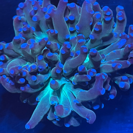 Euphyllia paradivisa purple tip