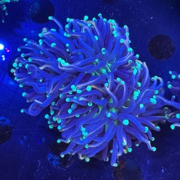 Euphyllia glabrescens (szczepka 2 duże główki)