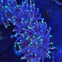 Euphyllia glabrescens (szczepka 2 duże główki)