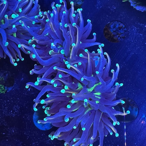 Euphyllia glabrescens (szczepka 2 duże główki) Euphyllia glabrescens (szczepka 2 duże główki)