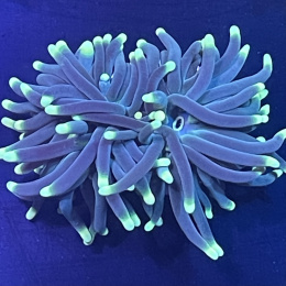 Euphyllia glabrescens