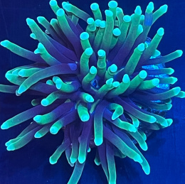 Euphyllia glabrescens 