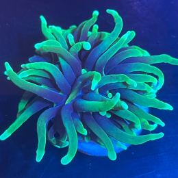 Euphyllia glabrescens 