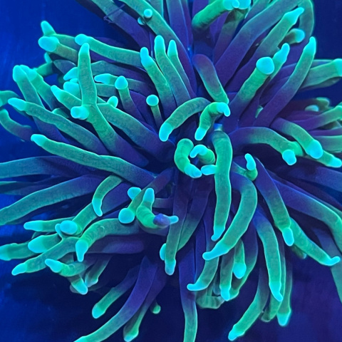 Euphyllia glabrescens "dragon soul" (2 główki) Euphyllia glabrescens "dragon soul" (2 główki)