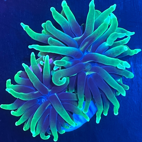 Euphyllia glabrescens "dragon soul" (2 główki) Euphyllia glabrescens "dragon soul" (2 główki)