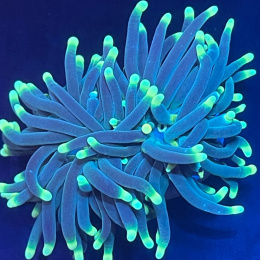 Euphyllia glabrescens (green fluo tip)
