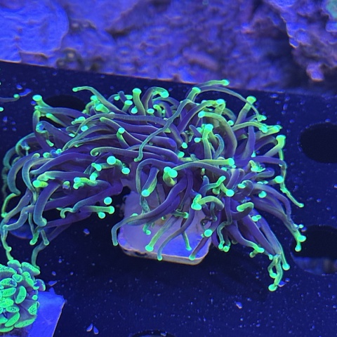 Euphyllia glabrescens (szczepka 2 mordki )