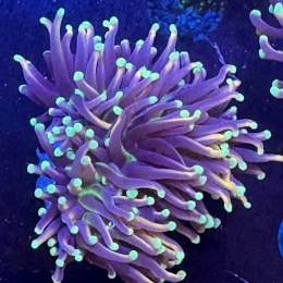 Euphyllia glabrescens (szczepka 2,3 mordki )