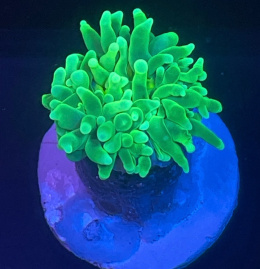 Euphyllia glabrescens toxic green (1 główka)