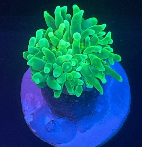 Euphyllia glabrescens toxic green (1 główka) Euphyllia glabrescens toxic green (1 główka)