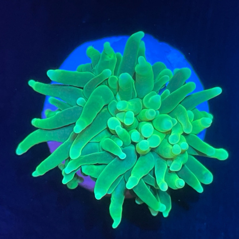 Euphyllia glabrescens toxic green (1 główka) Euphyllia glabrescens toxic green (1 główka)