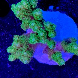 Seriatopora caliendrum fluo green (szczepka 5,6 cm) PROMO!