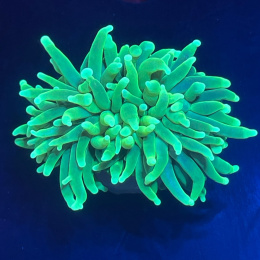 Euphyllia glabrescens 