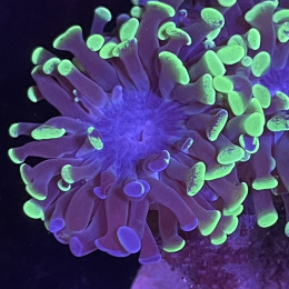 Euphyllia paraancora (1 główka)