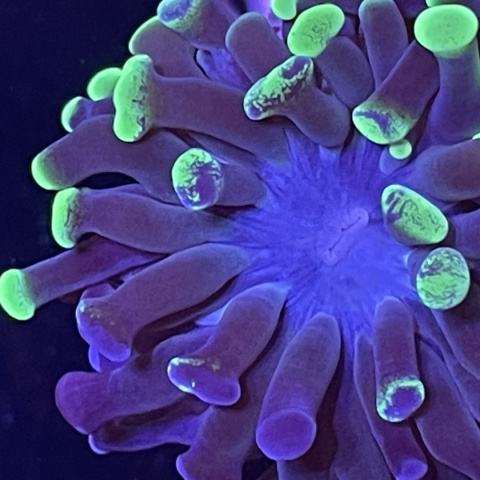 Euphyllia paraancora (1 główka) Euphyllia paraancora (1 główka)