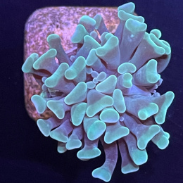 Euphyllia paraancora (1 główka)