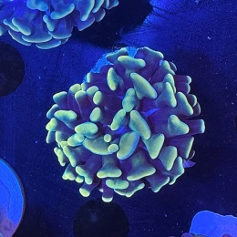 Euphyllia paraancora żółta (1 główka)