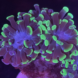 Euphyllia paraancora (2 główki)