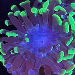 Euphyllia paraancora (2 główki)