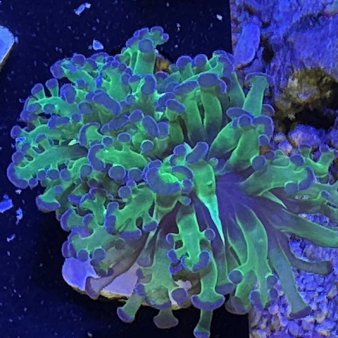 Euphyllia paradivisa (cena za 1 główkę)
