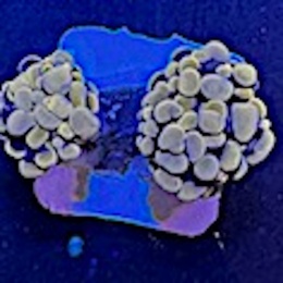 Euphyllia paraancora pomaranczowa (szczepka)