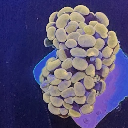 Euphyllia paraancora pomaranczowa (szczepka)