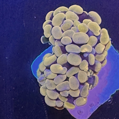 Euphyllia paraancora pomaranczowa (szczepka) Euphyllia paraancora pomaranczowa (szczepka)