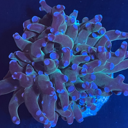 Euphyllia paradivisa purple tip