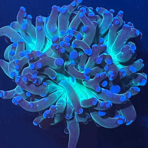 Euphyllia paradivisa purple tip Euphyllia paradivisa purple tip