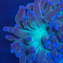 Euphyllia paradivisa purple tip