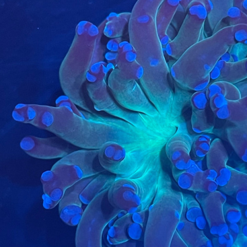 Euphyllia paradivisa purple tip Euphyllia paradivisa purple tip
