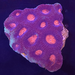 Favia sp. (szczepka)