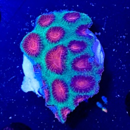Favia sp. (szczepka 4x4 cm) PROMO!