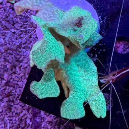 Pavona sp. (szczepka 8x8 cm)PROMO!