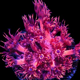 Goniopora sp. pink (szczepka 2,3 cm)PROMO!