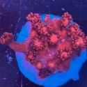 Goniopora sp. pink (szczepka 2,3 cm)PROMO!