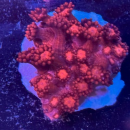 Goniopora sp. pink (szczepka 2,3 cm)PROMO!